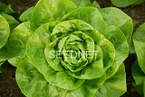 Centore Lettuce Seeds Butterhead
