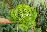 Eliana Lettuce Seeds Butterhead