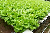 Flaminia Lettuce Seeds 5000 seeds