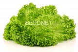 Garone (P) Lettuce Seeds Lollo Green