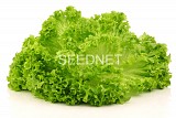 Limeira(P) Lettuce Seeds Lollo Green