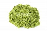 Lollo bionda Lettuce Seeds Lollo Green