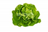 Pronto(N) Lettuce Seeds Butterhead