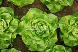 Raggioverde (P) Lettuce Seeds 5000 seeds