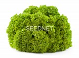 Dabi Lettuce Seeds Lollo Green