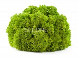 Lugano(P) Lettuce Seeds Lollo Green
