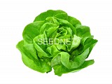 Summer in Sarno(P) Lettuce Seeds 5000 seeds