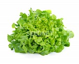 Pleasance Lettuce Seeds Oak Leaf Green