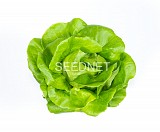 Weston Lettuce Seeds 5000 seeds