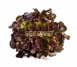 Bolero Lettuce Seeds Oak Leaf Red