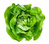 Mafalda (P) Lettuce Seeds 5000 seeds