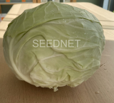 Kenzo F1 Cabbage Seeds 2500 seeds