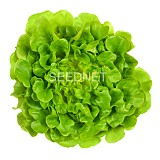 Kitona Lettuce Seeds Oak Leaf Green