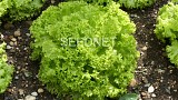 Levistro Lettuce Seeds Lollo Green