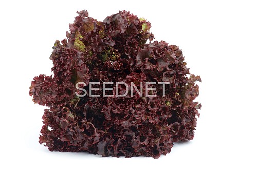 RED - Spectation(N) Lettuce Seeds Lollo Red - 5000 seeds
