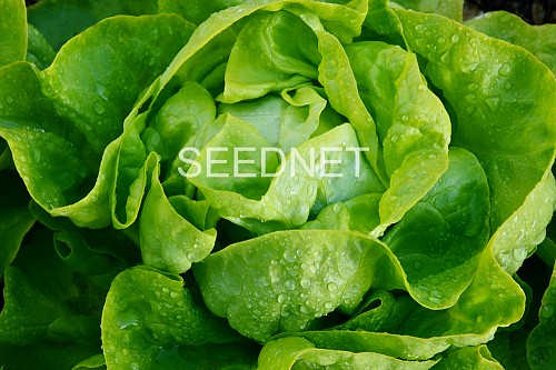 OUTDOOR - Megis Lettuce Seeds Butterhead - 5000 seeds