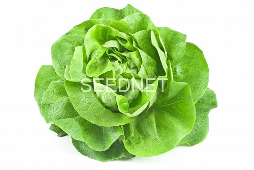 GREENHOUSE - Antedis Lettuce Seeds Butterhead - 5000 seeds
