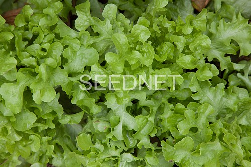GREEN - Ashbrook Lettuce Seeds Oak Leaf Green - 5000 seeds