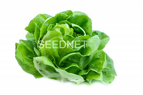 OUTDOOR - Justine(N) Lettuce Seeds Butterhead - 10GR seeds
