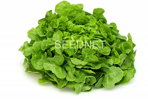 GREEN - Kidow (P) Lettuce Seeds Oak Leaf Green - 1000 seeds