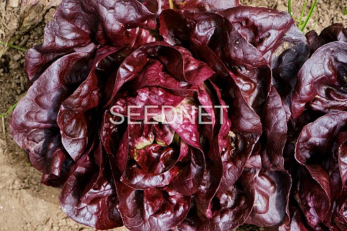 GREENHOUSE - Picholine (P) Lettuce Seeds Butterhead - 5000 seeds