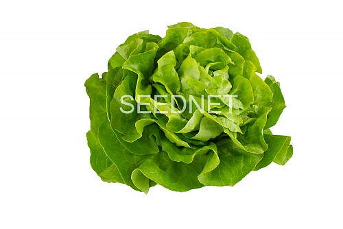 OUTDOOR - Pronto(N) Lettuce Seeds Butterhead - 5GR seeds