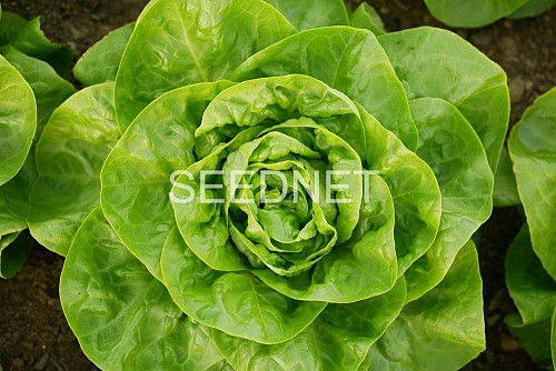 OUTDOOR - Sandalina Pepper Seeds Butterhead - 5000 seeds