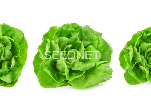 OUTDOOR - Mahonia Lettuce Seeds Butterhead - 5000 seeds