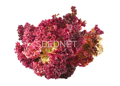 RED - Nika Lettuce Seeds Lollo Red