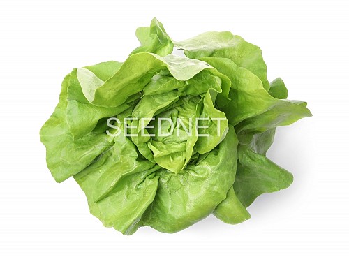 OUTDOOR - Jolito Lettuce Seeds Butterhead - 5000 seeds