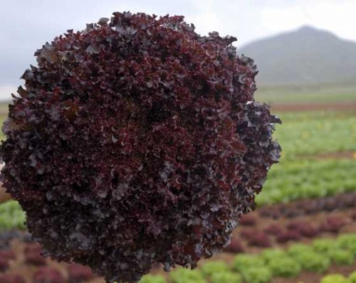 RED - Bacchus (P) Lettuce Seeds Lollo Red - 5000 seeds