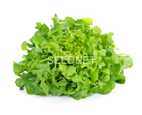 GREEN - Pleasance Lettuce Seeds Oak Leaf Green - 5000 seeds