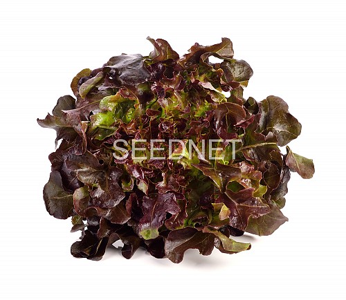 RED - Bolero Lettuce Seeds Oak Leaf Red - 5GR seeds