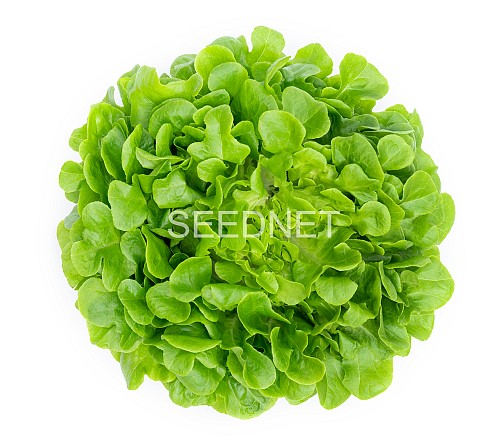 GREEN - Kipling Lettuce Seeds Oak Leaf Green - 5000 seeds