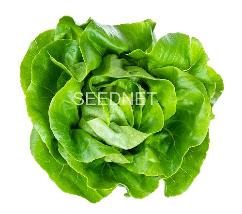 OUTDOOR - Mafalda(P) Lettuce Seeds Butterhead - 5000 seeds