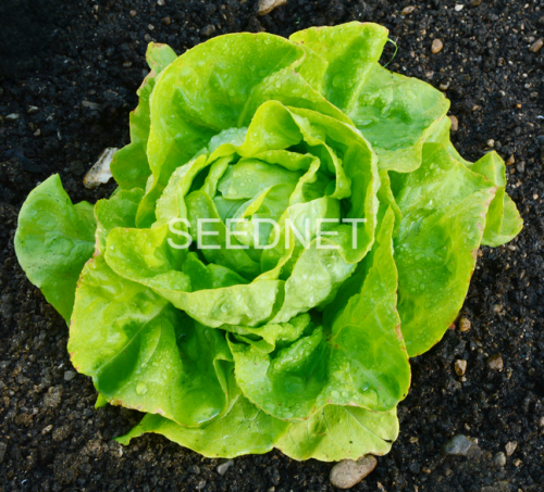 OUTDOOR - Touareg(P) Lettuce Seeds Butterhead - 5000 seeds