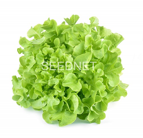 GREEN - Isira Lettuce Seeds Oak Leaf Green - 5GR seeds