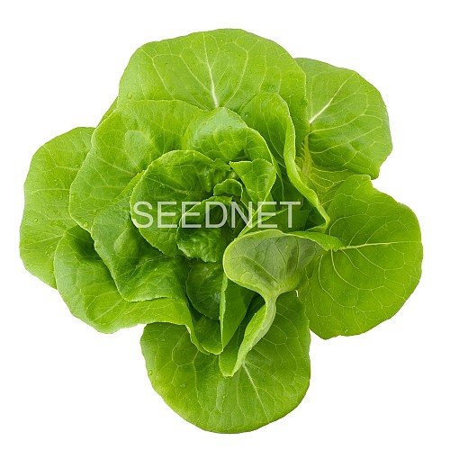 OUTDOOR - Shangore Lettuce Seeds Butterhead - 5000 seeds