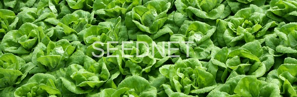 Jukebox Lettuce Seeds Butterhead