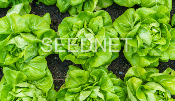 Laruna Lettuce Seeds Butterhead