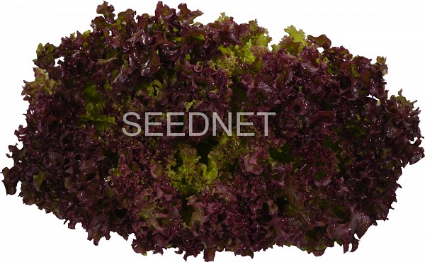 Sanguine Lettuce Seeds Lollo Red