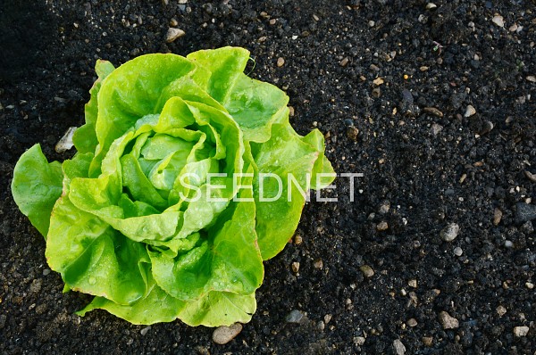Malis Lettuce Seeds Butterhead