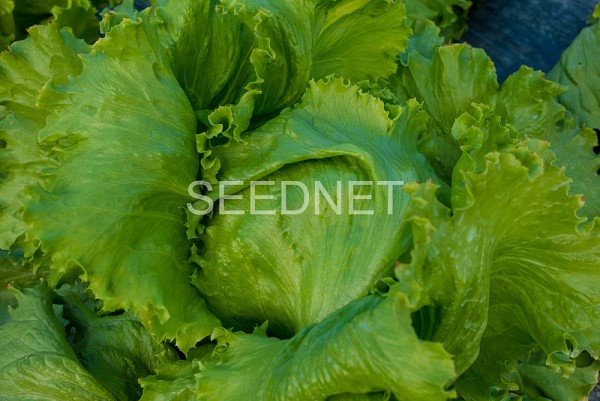 Bangalor Lettuce Seeds 5000 seeds