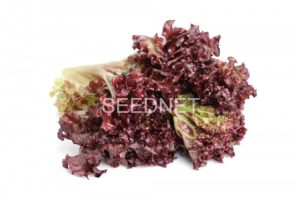 Carmesi(P) Lettuce Seeds Lollo Red