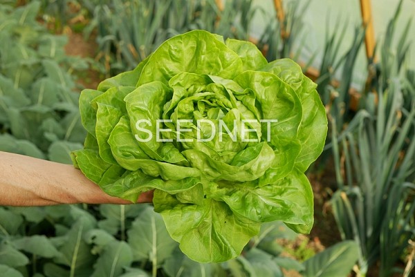 Eliana Lettuce Seeds Butterhead