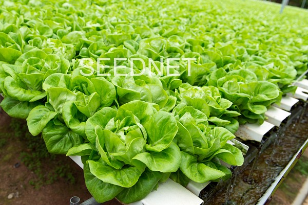 Flaminia Lettuce Seeds Butterhead