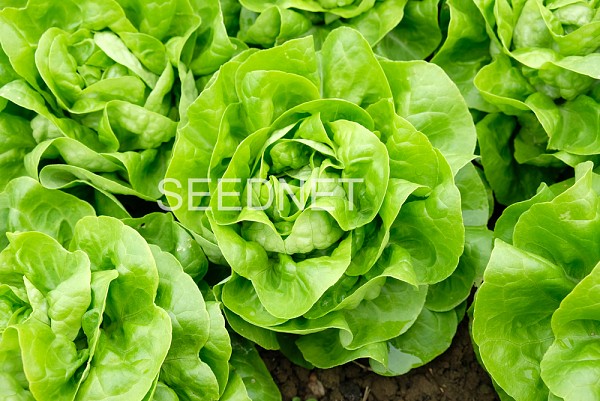 Judita Lettuce Seeds Butterhead