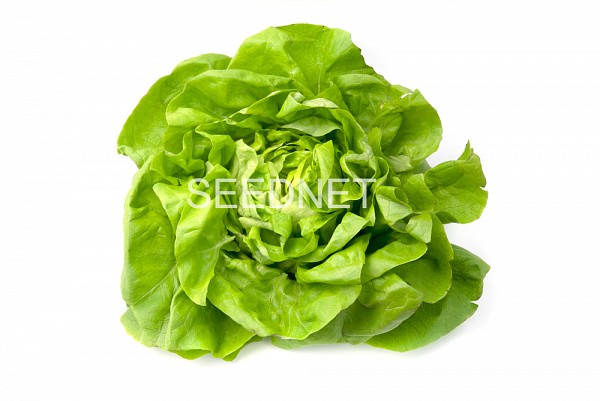 Omega Lettuce Seeds Butterhead
