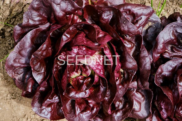 Picholine (P) Lettuce Seeds Butterhead