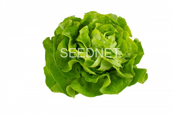 Pronto(N) Lettuce Seeds Butterhead